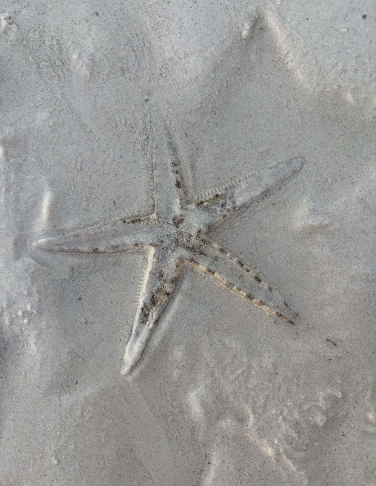 朝の光を映す透明な浅瀬と白い砂