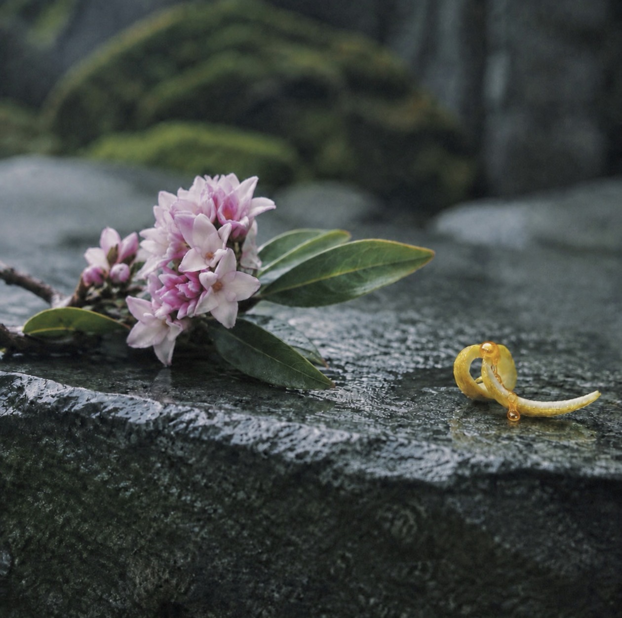 早春の雨に濡れた石の上、小さな白い花と艶のある青い葉